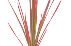 Dracaena 'colorama'