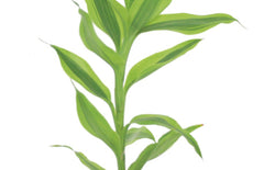 Dracaena Sanderiana 'gold'