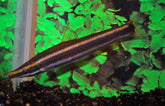 Anostomus Ternetzi L Goudstreep Kopstaander