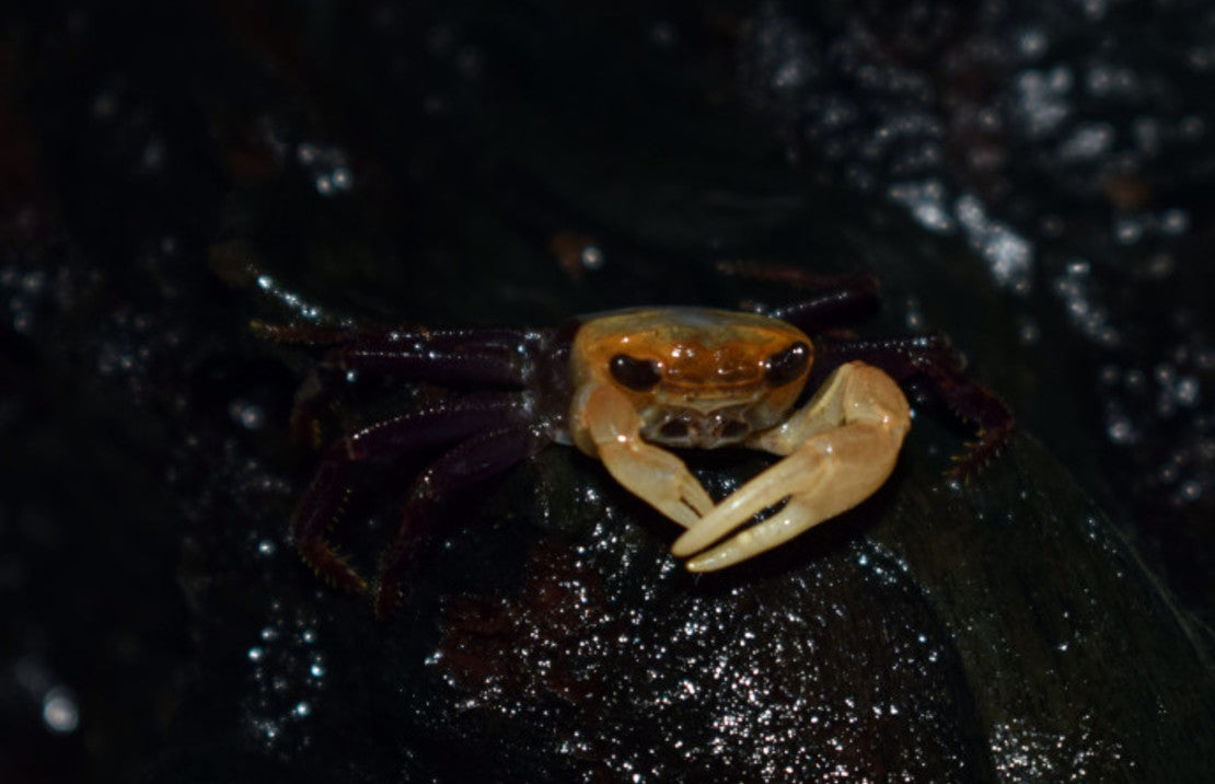 Panda Krab Lepidothelphusa cognetti M