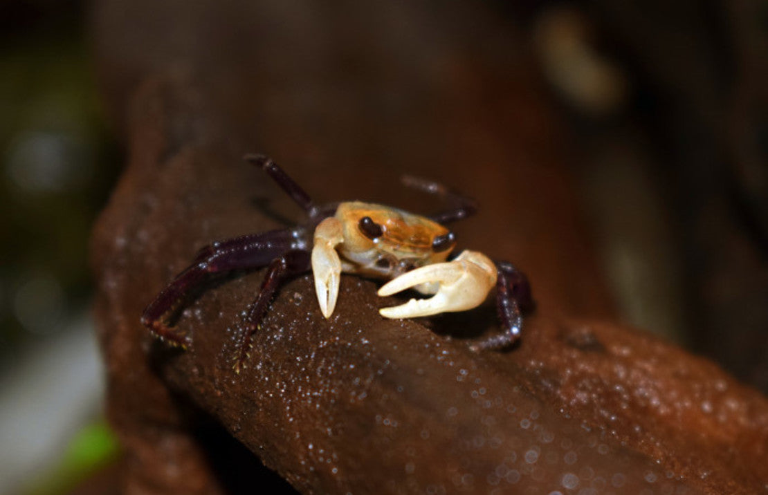 Panda Krab Lepidothelphusa cognetti M