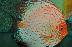 Discus Pigeon Blood Aequifasciatus Pigeon Blood S