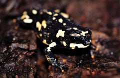 Bijenpad Melanophryniscus Stelzneri (eu-bred) M