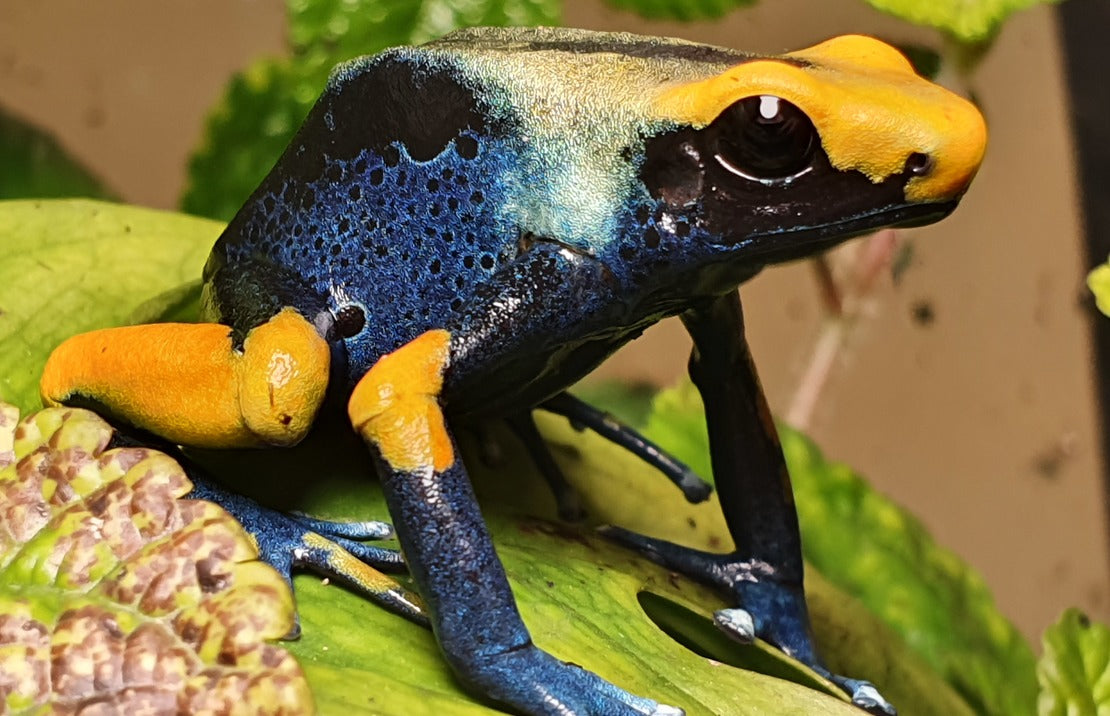 Dendrobates tinctorius "tumucumaque" L Schildersgifkikker