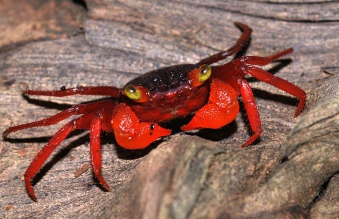 Vampierkrab Mandarin Geosesarma sp. Mandarin M