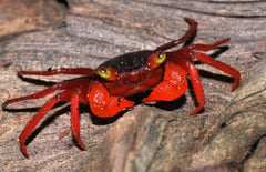 Vampierkrab Mandarin 	Geosesarma Sp. Mandarin M