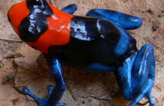 Ranitomeya Benedicta Pampa Hermosa L Kikker Peru