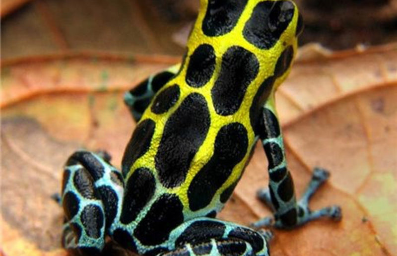 Ranitomeya variabilis Southern-giant L Gifkikker Zimmermann's