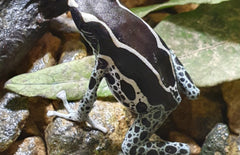 Dendrobates Tinctorius ''grijspoot'' M Schildersgifkikker