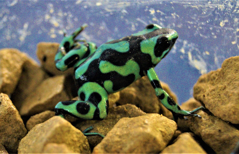 Dendrobates Auratus Green (eu-bred) M Gouden Gifkikker Groen