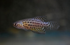 Simpsonichthys Constanciae L Tandkarper Constanciae