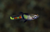 Poecilia Wingei El Tigre