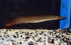 Macrognathus Aculeatus M Pauwoogstekelaal