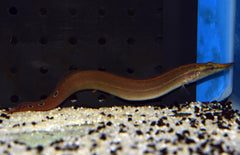 Macrognathus Aculeatus M Pauwoogstekelaal