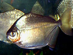 Metynnis Argenteus S Schijfzalm Argenteus