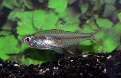 Hyphessobrycon Dorsalis M Tetra Dorsalis