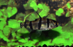 Desmopuntius Hexazona M Zesstreepbarbeel