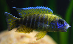 Aulonocara Baenschi Benga