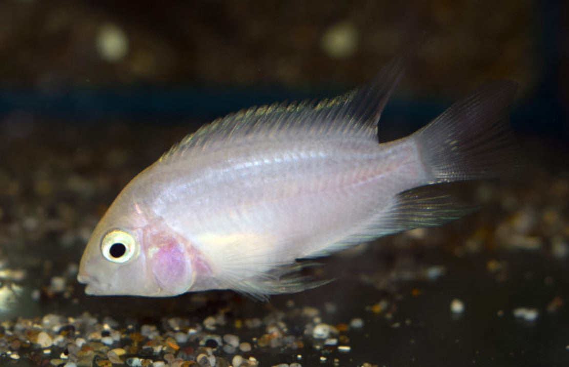 Amatitlania nigrofasciata White M Zebra Cichlide Wit