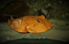 Tetraodon Miurus Bruine Kofferkogelvis Congo