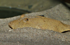 Tetraodon Miurus Bruine Kofferkogelvis Congo