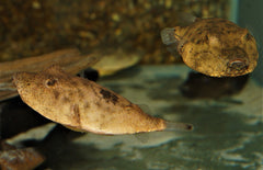 Tetraodon Miurus Bruine Kofferkogelvis Congo