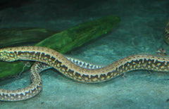 Mastacembelus Frenatus L Stekelaal Frenatus