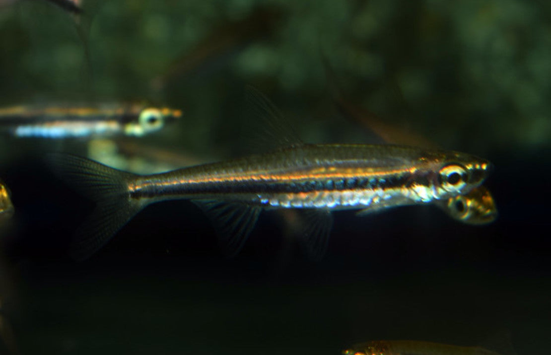 Trigonopoma Gracile L Rasbora Gracile