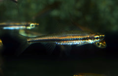 Trigonopoma Gracile L Rasbora Gracile