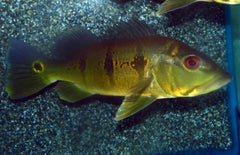 Cichla Orinocensis L Pauwoogbaars Orinocensis