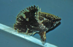Polycentropsis Abbreviata L Afrikaanse Bladvis
