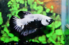 Betta Sp. Plakat Black Samurai Male L Kempvis Plakat Zwart Samurai