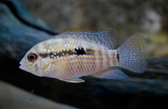 Andinoacara pulcher - Blauwe Acara
