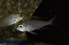 Cyathopharynx furcifer S Tanganyika Cichlide Furcifer