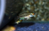 Apistogrammoides Pucallpaensis M Dwergcichlide Pucallpa