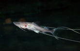 Brachyplatystoma Capapretum S Piraiba Meerval