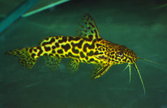 Synodontis Schoutedeni M Baardmeerval Schoutedeni