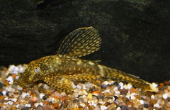 Ancistrus Cf. Cirrhosus Long Fin S Ancistrus Sluier