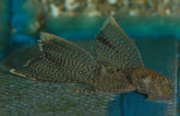 Ancistrus Cf. Cirrhosus Long Fin S Ancistrus Sluier