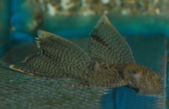 Ancistrus Cf. Cirrhosus Long Fin S Ancistrus Sluier