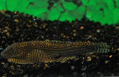 Sewellia Sp. Spotted L Sewellia Spotted