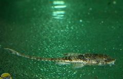 Rineloricaria Parva S Zweepstaart Parva