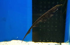 Rhamphichthys Rostratus