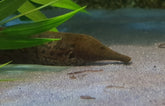 Rhamphichthys Rostratus
