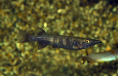 Nomorhamphus Celebensis M Halfsnavelbekje Celebensis