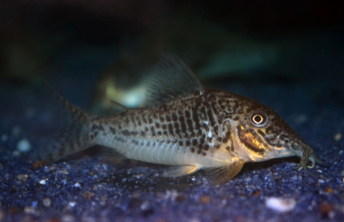 Corydoras sarareensis L Pantsermeerval sarareensis