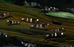 Caridina Sp. Black & White M Zwart Wit Garnaal Vietnam