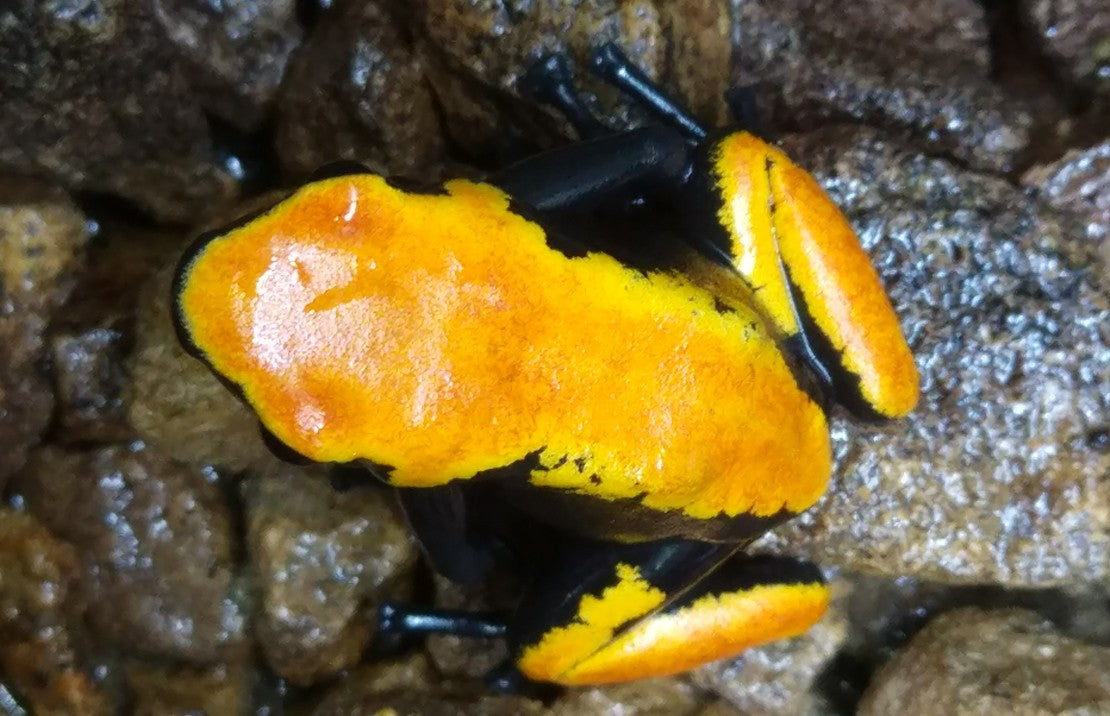 Adelphobates galactonotus Orange L Oranjerug Gifkikker