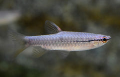 Pyrrhulina Laeta M Halfstreep Spatzalm