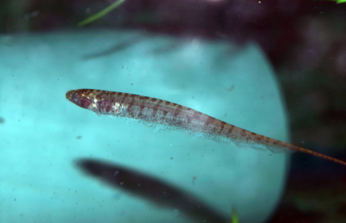 Brachyhypopomus Brevirostris M Stompe Neus Mesvis